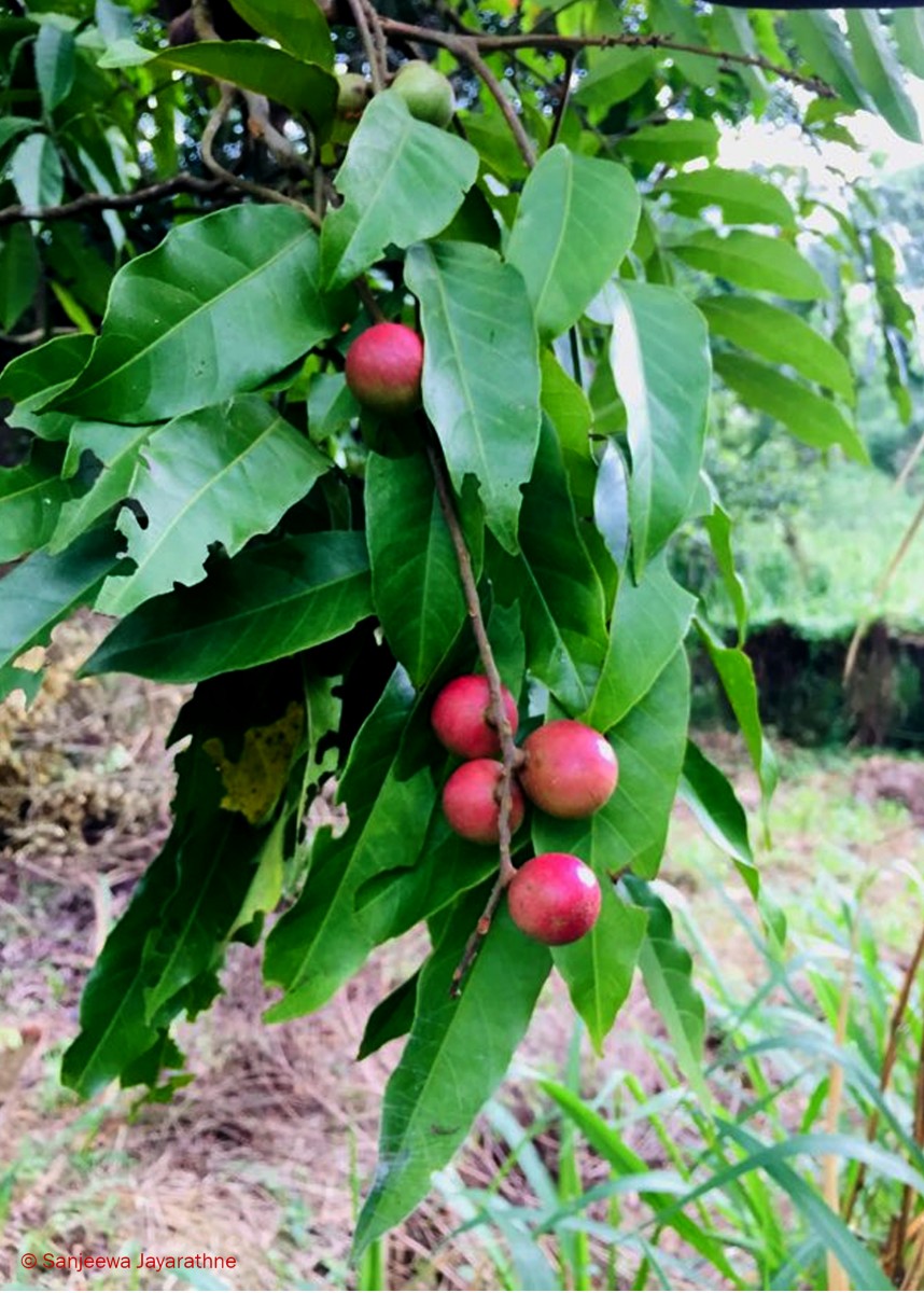 Aphanamixis polystachya (Wall.) R.Parker